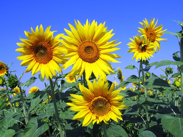 sunflowers-268015_640.jpg