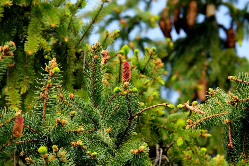 Christmas-Trees-Enfield.jpg