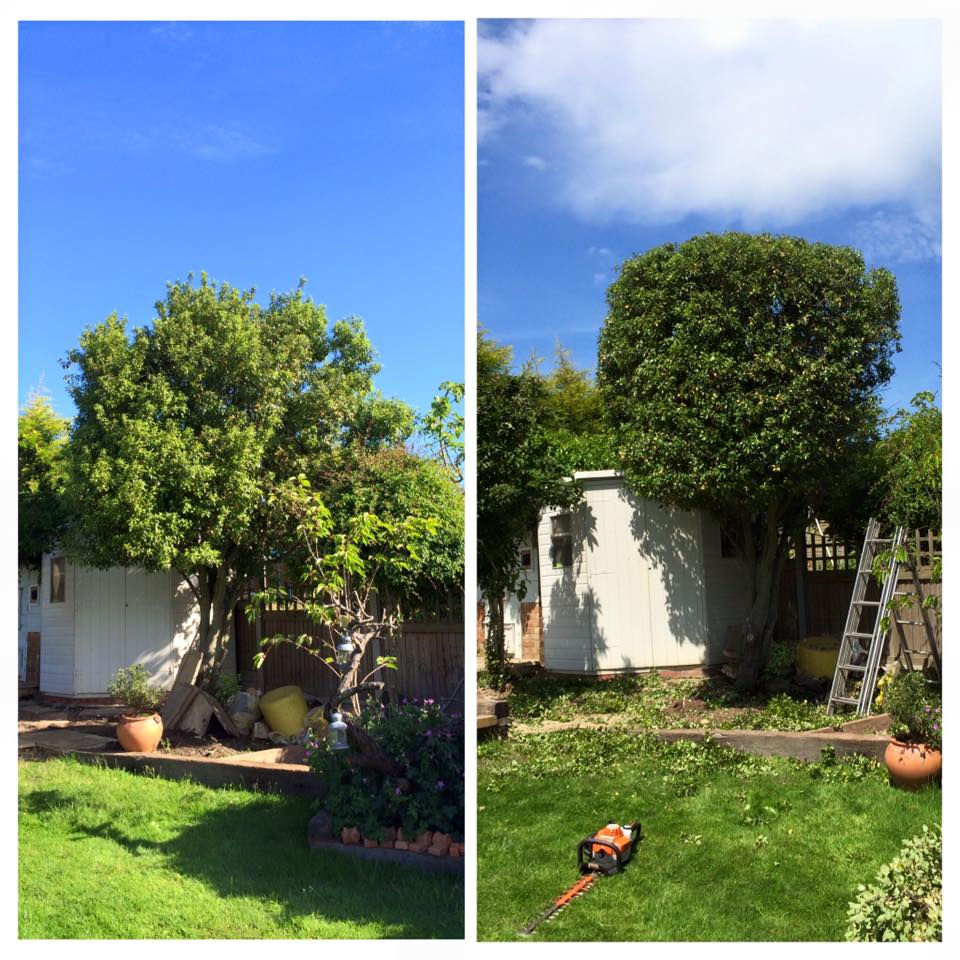 Tree-Maintenance-Enfield-12.jpg