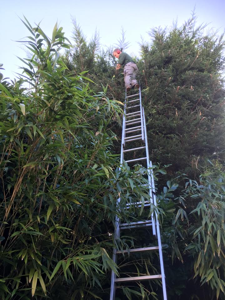 Tree-Maintenance-Enfield-13.jpg