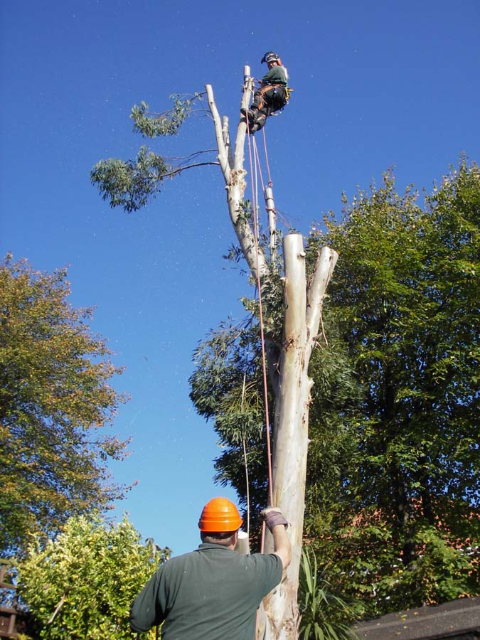 Tree-Surgery-26-1.jpg