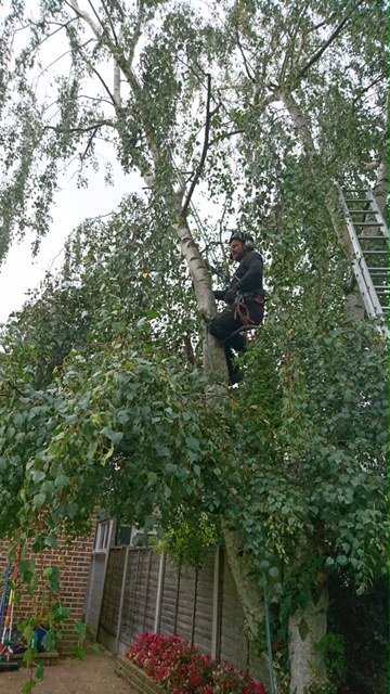 Tree-Surgery-Enfield.jpg