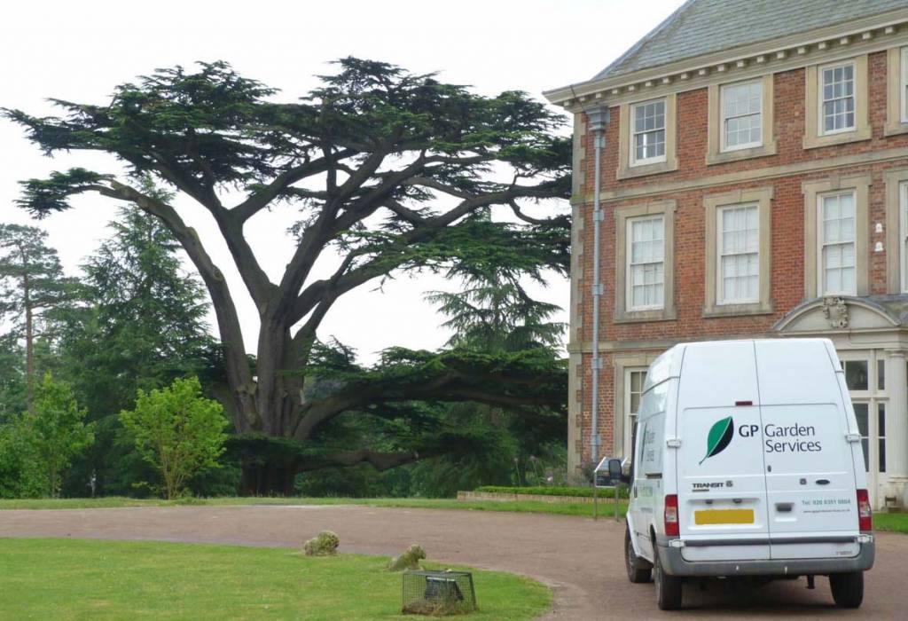 Van-Forty-Hall-Cedar-Tree.jpg