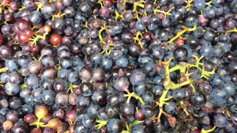 Fort Hall Vineyard Grape Harvest – September 2017