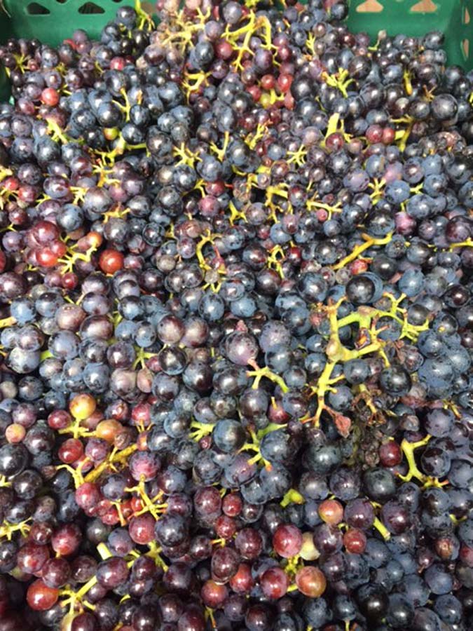 Fort Hall Vineyard Grape Harvest – September 2017