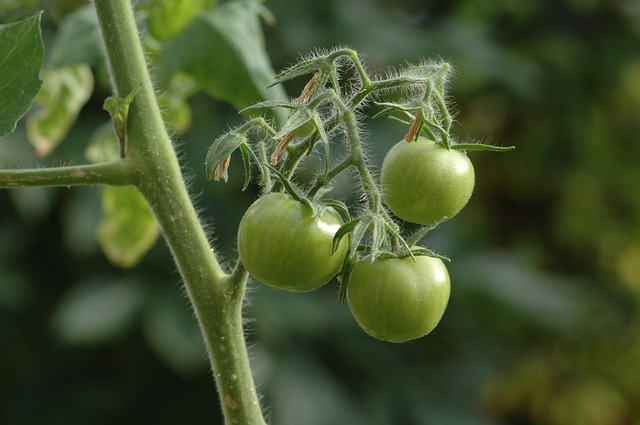 tomatoes-2151105_640.jpg