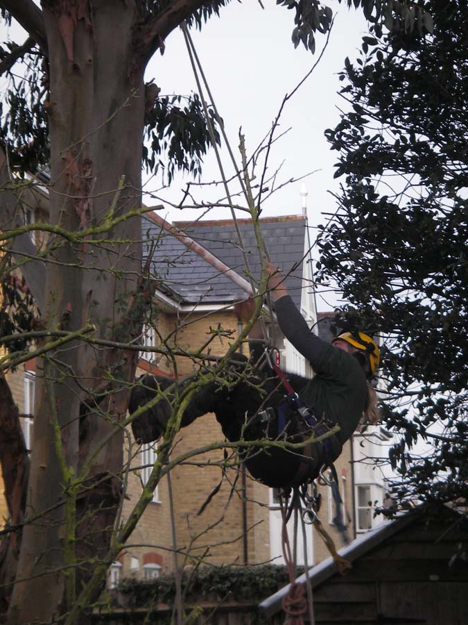 tree-services-enfield-1.jpg