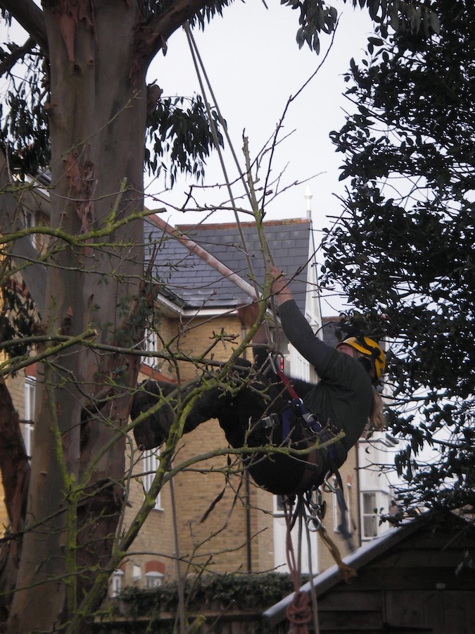 tree-surgery-enfield-1-1.jpg