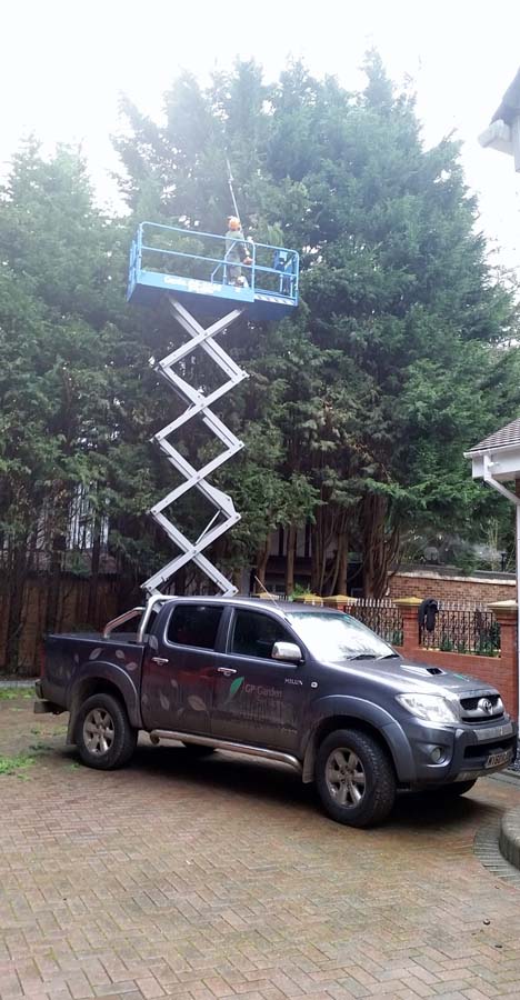 tree-surgery-enfield.jpg