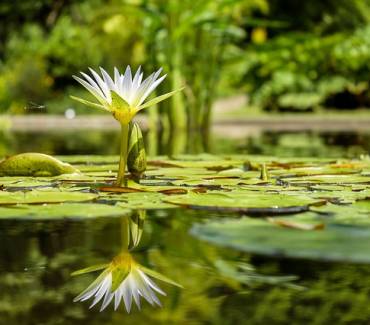 Essential July Gardening Tips