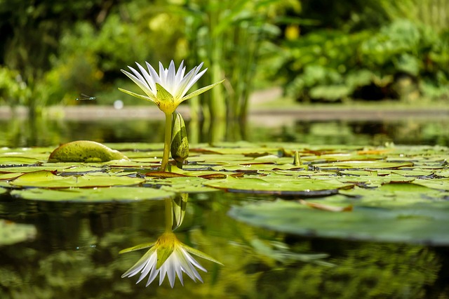 water-lily-1857350_640.jpg