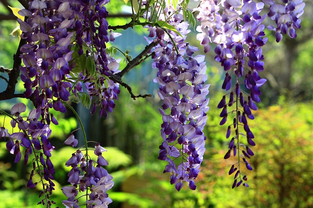 wisteria-2356259_640.jpg