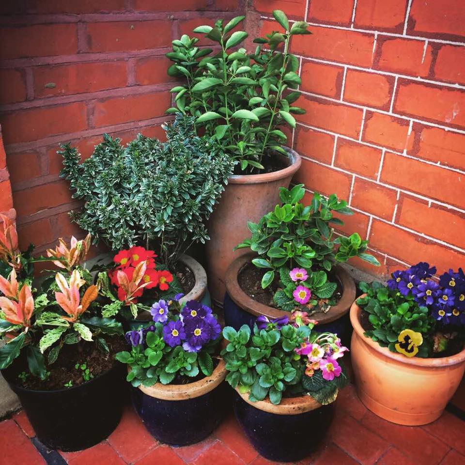Spring-Plants.jpg