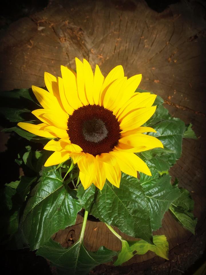 Sunflower.jpg