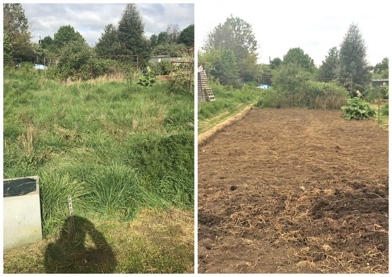 Allotment-Clearance.jpg