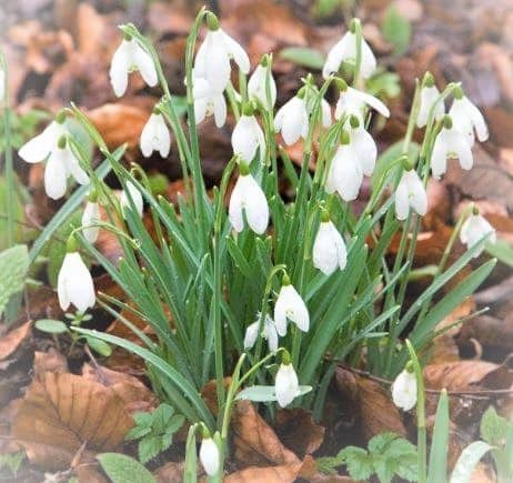 snowdrops.jpg