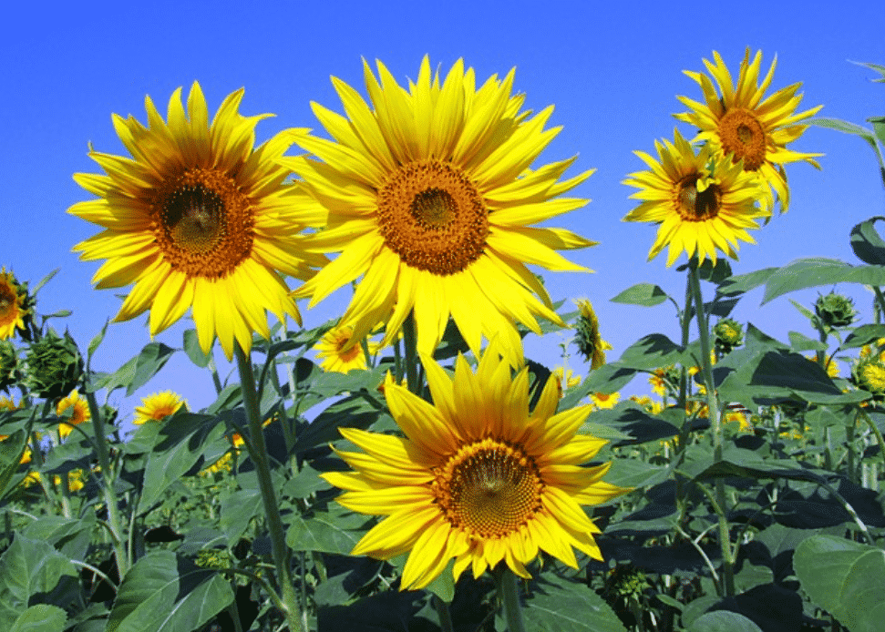 Sunflower-August.png