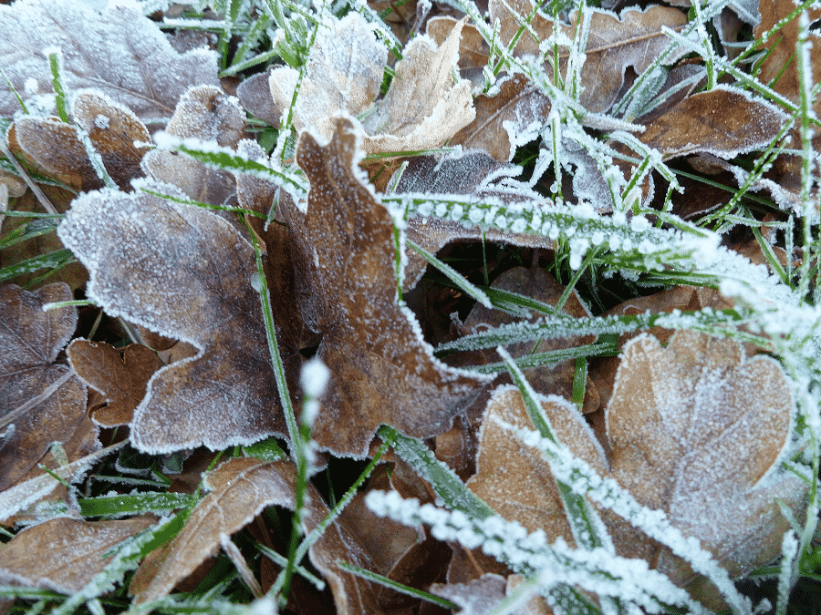 P1050924-Ground-frost.png