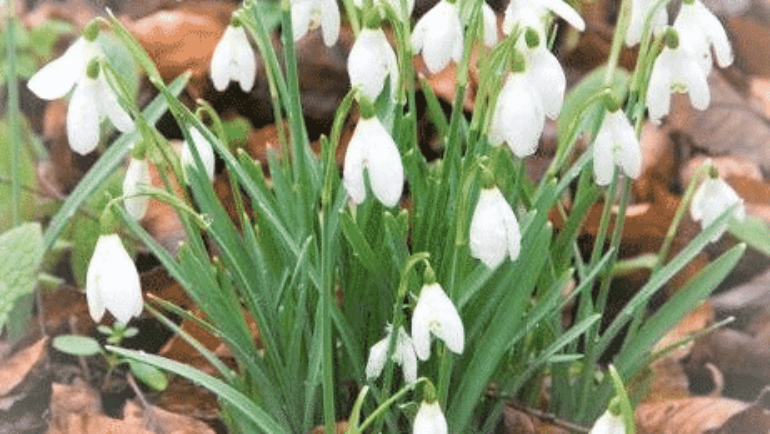 March Gardening Tips