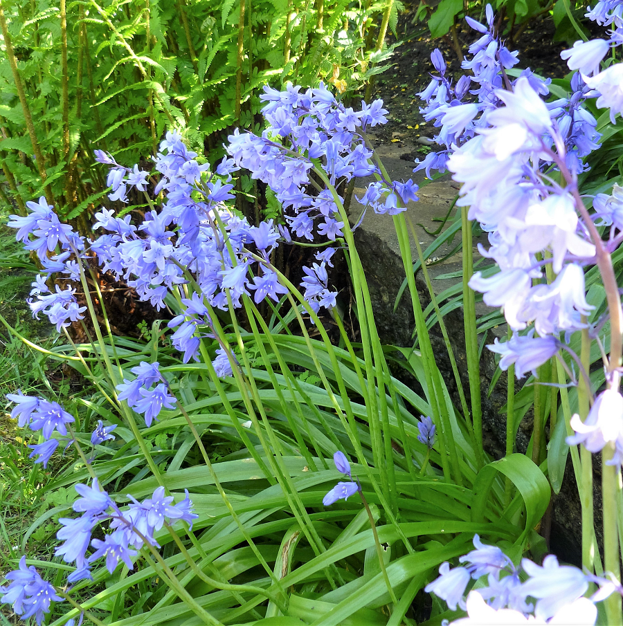P1000557-Bluebells-png.png