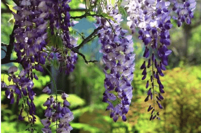 wisteria.png