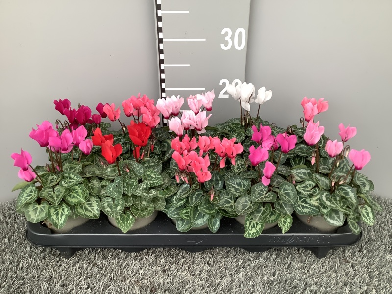 Cyclamen-10.5cm.jpg