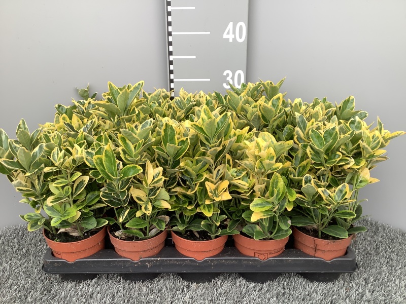 Euonymus-Aureus.jpg