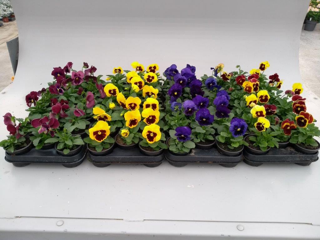 Pansy-Mix.jpg